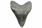 Serrated, Fossil Megalodon Tooth - South Carolina #340136-1